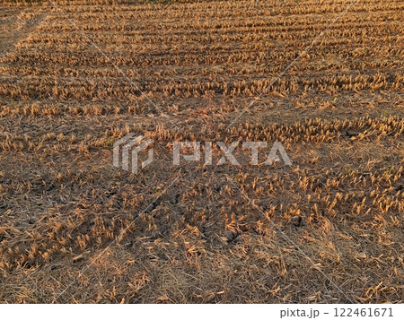 Rice fields during the harvest season Fileds aerial view Thailand countryside Rice fields during the harvest season Fileds aerial view Thailand countryside 122461671