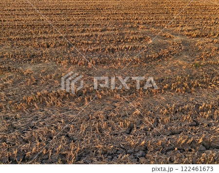 Rice fields during the harvest season Fileds aerial view Thailand countryside 122461673