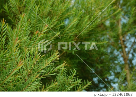 Melaleuca bracteata macro leaves small world Melaleuca bracteata macro leaves small world 122461868