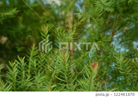 Melaleuca bracteata macro leaves small world Melaleuca bracteata macro leaves small world 122461870