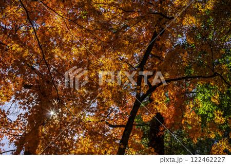 円通寺 紅葉 岡山県倉敷市 円通寺 紅葉 岡山県倉敷市 122462227