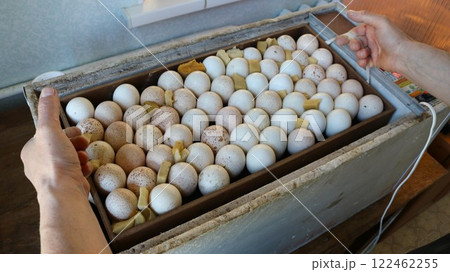 male hands holding a container full of large speckled hatching eggs and lowering them into a box of a home incubator for hatching turkey chicks, airing eggs during home incubation male hands holding a container full of large speckled hatching eggs and lowering them into a box of a home incubator for hatching turkey chicks, airing eggs during home incubation 122462255
