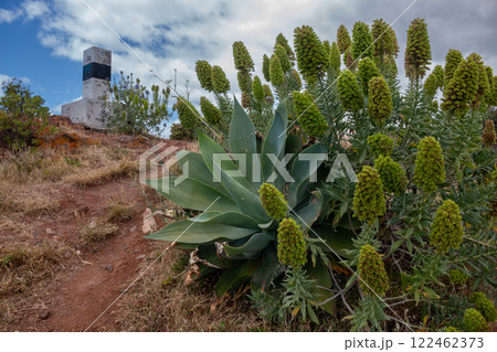 Echium and Agave in the nature, Madeira, Portugal 122462373
