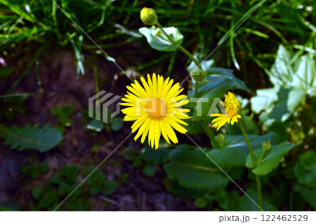 Doronicum orientale leopards bane bright yellow spring flowers in bloom, ornamental garden flowering plants Doronicum orientale leopards bane bright yellow spring flowers in bloom, ornamental garden flowering plants 122462529