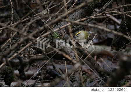 Golden-crowned Kinglet in natural Golden-crowned Kinglet in natural 122462694