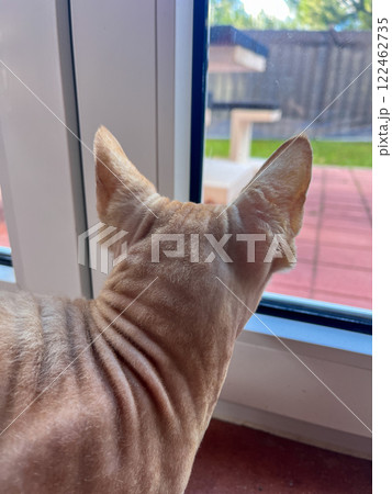 The sphinx cat is looking out the window The sphinx cat is looking out the window 122462735
