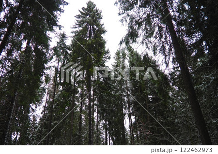 Spruce Picea is a coniferous evergreen tree of the Pine family Pinaceae. Evergreen trees. Common spruce, or Norway spruce Picea abies is widespread in northern Europe. Snowy winter coniferous forest 122462973