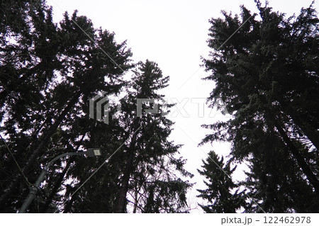 Spruce Picea is a coniferous evergreen tree of the Pine family Pinaceae. Evergreen trees. Common spruce, or Norway spruce Picea abies is widespread in northern Europe. Snowy winter coniferous forest 122462978