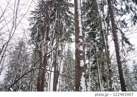 Spruce Picea is a coniferous evergreen tree of the Pine family Pinaceae. Evergreen trees. Common spruce, or Norway spruce Picea abies is widespread in northern Europe. Snowy winter coniferous forest. 122463007