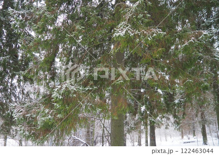 Spruce Picea is a coniferous evergreen tree of the Pine family Pinaceae. Evergreen trees. Common spruce, or Norway spruce Picea abies is widespread in northern Europe. Snowy winter coniferous forest Spruce Picea is a coniferous evergreen tree of the Pine family Pinaceae. Evergreen trees. Common spruce, or Norway spruce Picea abies is widespread in northern Europe. Snowy winter coniferous forest 122463044