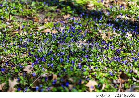 The photo shows a cluster of vibrant purple violets growing among green leaves in a natural setting, with sunlight casting highlights on the petals and foliage. A dry leaf and twigs are scattered. The photo shows a cluster of vibrant purple violets growing among green leaves in a natural setting, with sunlight casting highlights on the petals and foliage. A dry leaf and twigs are scattered. 122463059