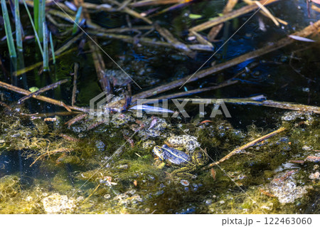 A small frog sits camouflaged among algae and floating debris in a pond. The water reflects green and blue hues, with reeds and sticks scattered across the surface, creating a natural habitat scene. 122463060