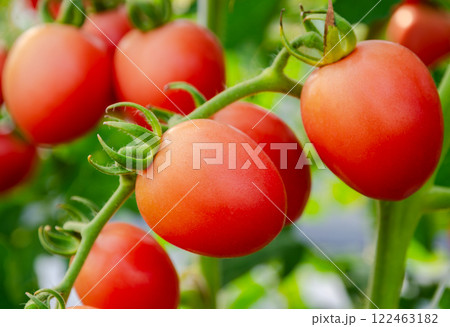 Fresh red grape tomatoes on the plant in greenhouse garden Fresh red grape tomatoes on the plant in greenhouse garden 122463182