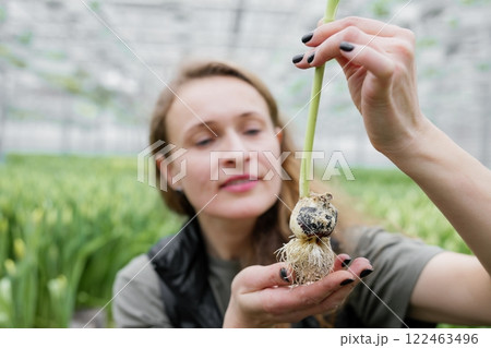 Woman planting flower bulbs in soil for growing in a greenhouse 122463496