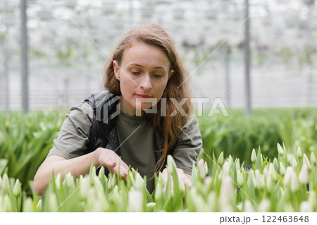 A woman takes care of cultivation in a greenhouse with tulips 122463648