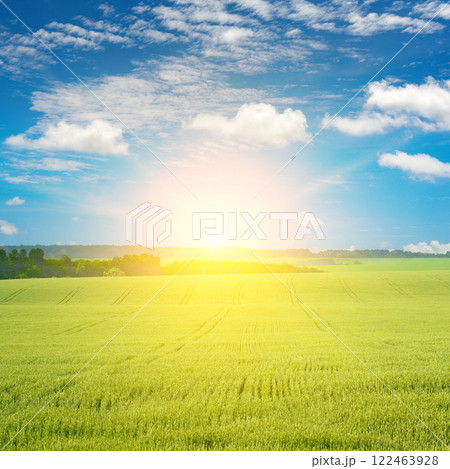 Morning with bright sun in large wheat field. 122463928