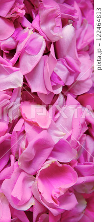 Natural background of rose petals Natural background of rose petals 122464813