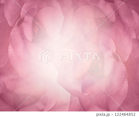 blur white center on pink rose flower background, nature, card, fashion, rose, wedding, copy space blur white center on pink rose flower background, nature, card, fashion, rose, wedding, copy space 122464852