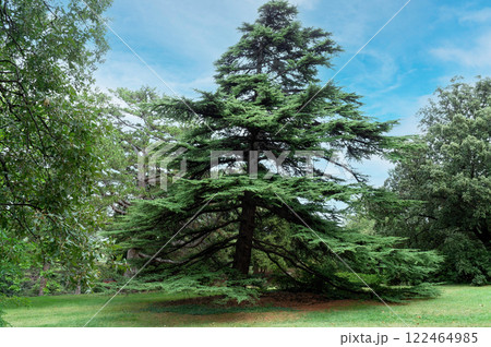 Historic Lebanese Cedar in a Tranquil Urban Landscape Historic Lebanese Cedar in a Tranquil Urban Landscape 122464985