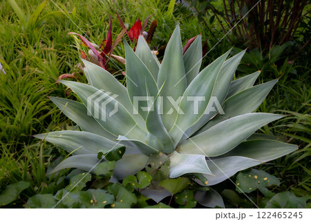 Agave growing in a park, Madeira, Portugal Agave growing in a park, Madeira, Portugal 122465245