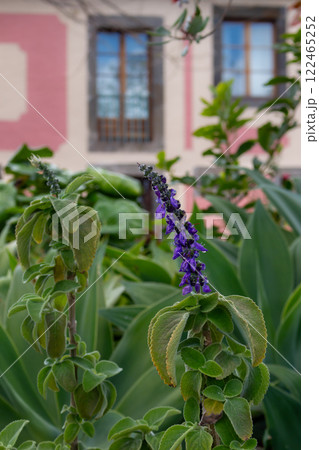 Greenery and architecture, Madeira, Portugal 122465252
