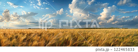 Golden wheat field under a blue sky with fluffy white clouds on a sunny summer day 122465833