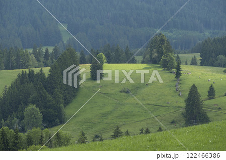 Hiking trail from Ahegg to Weitnau, Munich Way of St. James, Bavaria, Germany 122466386