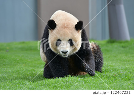 ギャラリーに愛想ふりまく梅浜 ギャラリーに愛想ふりまく梅浜 122467221