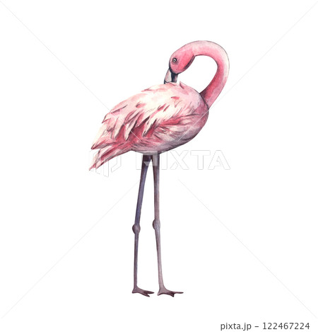 Watercolor pink flamingo. Hand drawn illustration of pink tropical bird. Beautiful Exotic wildlife bird Isolated on White Background. Template for invitation, card, cosmetic package 122467224