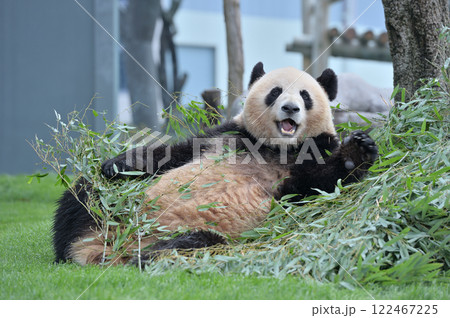 おいしそうに竹を食べる梅浜 122467225
