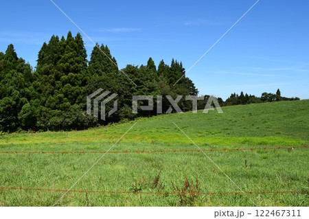 スギの木 針葉樹林 122467311