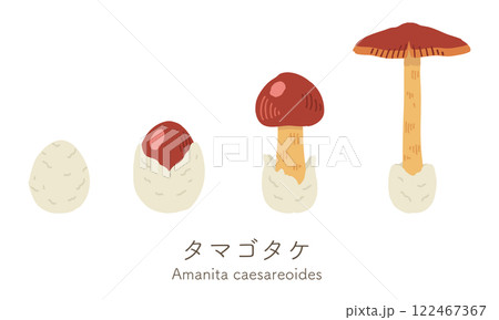 タマゴタケのイラスト／名称あり／ベクターあり 122467367