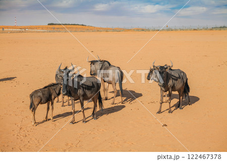 Herd of Wildebeests Roaming Across a Vast Desert Landscape. Saudi Arabia. Safari 122467378