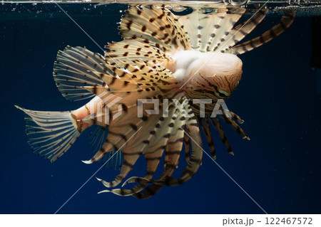 ミノカサゴ カサゴ Lionfish 毒魚 背泳ぎ ミノカサゴ カサゴ Lionfish 毒魚 背泳ぎ 122467572