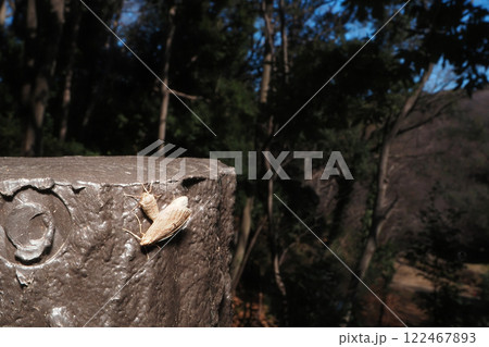 擬木で交尾中のウスバフユシャク 擬木で交尾中のウスバフユシャク 122467893