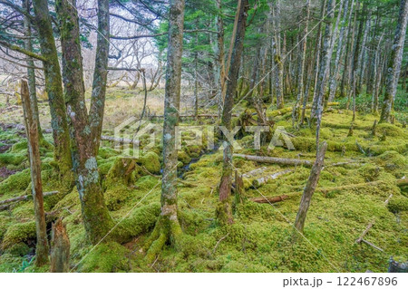 大阿原湿原で見た晩秋の苔むした森の情景 大阿原湿原で見た晩秋の苔むした森の情景 122467896