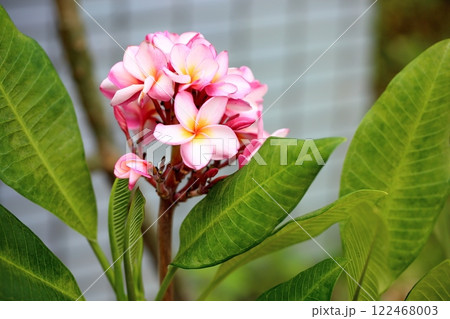 南国の花 可愛いプルメリア 南国の花 可愛いプルメリア 122468003