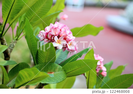 南国の花　可愛いプルメリア 122468008