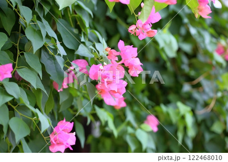 爽やか ブーゲンビレアの花 爽やか ブーゲンビレアの花 122468010