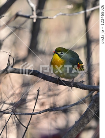 ソウシチョウ 122468026