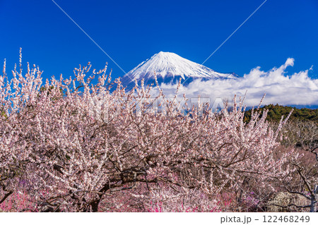 【静岡県】岩本山、白梅と富士山 122468249