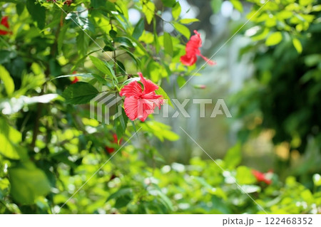 鮮やか　南国の花　ハイビスカス 122468352