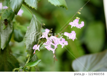 清楚　プレクトランサスの花　モナラベンダー 122468358