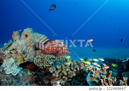 アザハタ　スカシテンジクダイの群れ 122468647