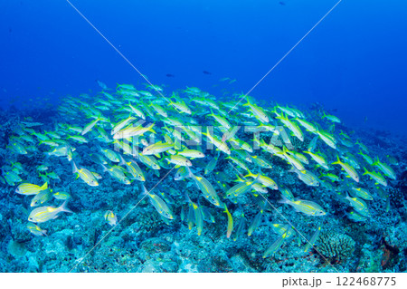 ノコギリダイ アカヒメジの群れ ノコギリダイ アカヒメジの群れ 122468775