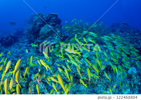 アカヒメジのむれ　小笠原 122468804