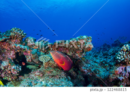 シガテラ毒を持つバラハタ　小笠原 122468815