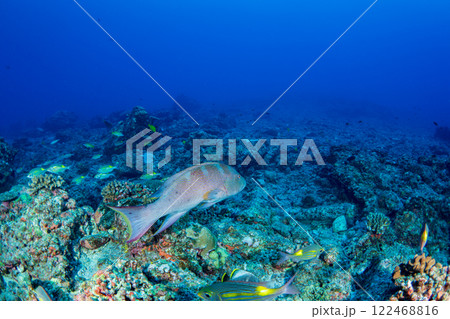 シガテラ毒を持つバラハタ　小笠原 122468816