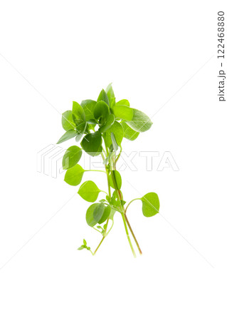 コハコベの葉、白バック 122468880