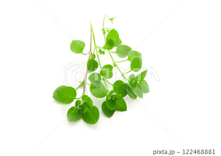 コハコベの葉、白バック 122468881